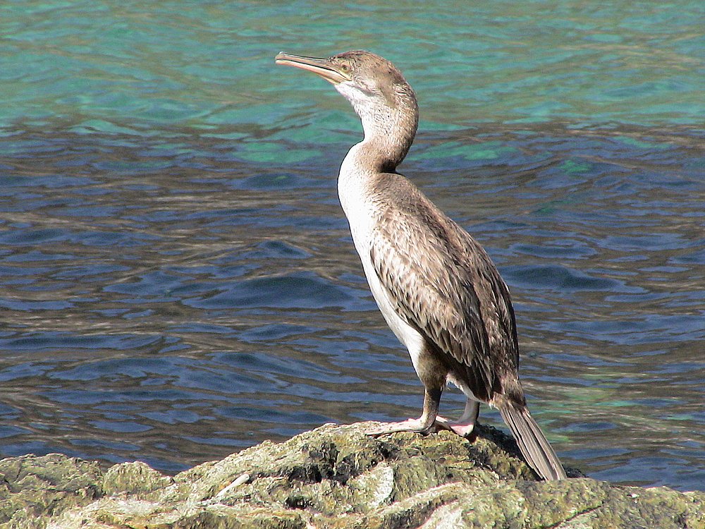 Cap Corse, Marine di Giottani (Kormoran 1).JPG